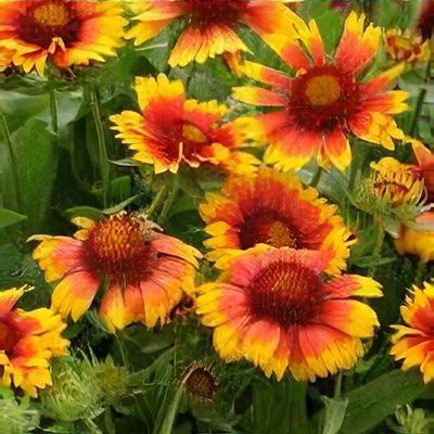 Gaillardia × grandiflora 'Arizona Apricot' (Nagyvirágú kokárdavirág)