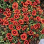 Gaillardia × grandiflora 'Arizona Red Shades' (Nagyvirágú kokárdavirág)