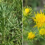 Galatella (korábban Aster) linosyris (Aranyfürt)