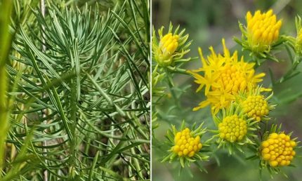Galatella (korábban Aster) linosyris (Aranyfürt)