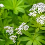 Galium odoratum (Szagos müge)