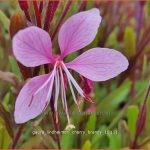 Gaura lindheimeri Cherry Brandy