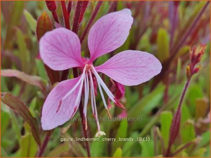 Gaura lindheimeri Cherry Brandy