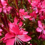 Gaura lindheimeri Red Colour