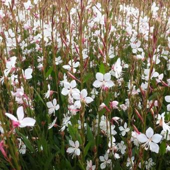 Gaura lindheimeri Snow Storm