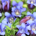 Gentiana acaulis (Széleslevelű tárnics)