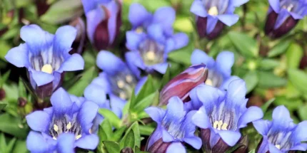 Gentiana acaulis (Széleslevelű tárnics)