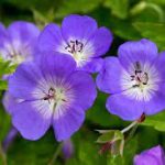 Geranium  'Rozanne' (Gólyaorr)