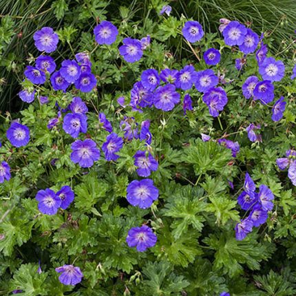 Geranium  'Sirak' (Gólyaorr)