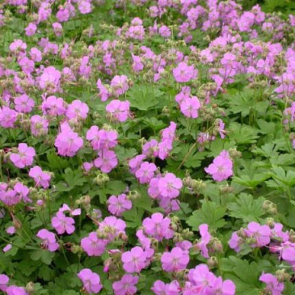 Geranium cantabrigense 'Biokovo' (Angol gólyaorr)