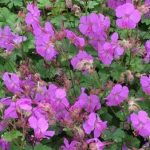 Geranium cantabrigense 'Karmina' (Angol gólyaorr)