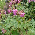 Geranium macorrrhizum 'Sandy's Smile' (Illatos gólyaorr)