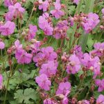 Geranium macrorrhizum 'Spessart' (Illatos gólyaorr)