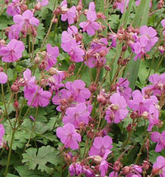 Geranium_macrorrhizum_Spessart_Illatos_golyaorr_-_14_centis_cserepben Geranium macrorrhizum 'Spessart' (Illatos gólyaorr)