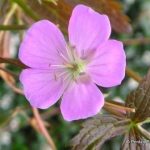 Geranium maculatum 'Elizabeth Ann' (Foltos gólyaorr)