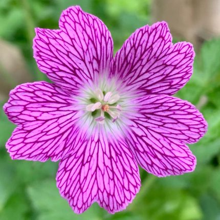 Geranium oxonianum 'Claridge Druce' (Oxfordi gólyaorr)