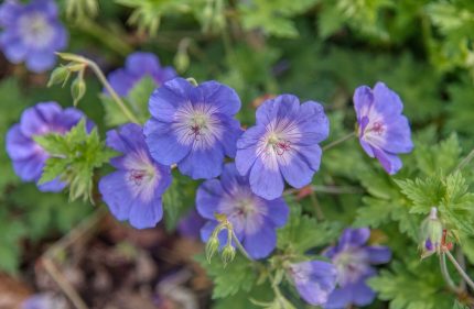 Geranium pratense 'Spinners' (Mezei gólyaorr)