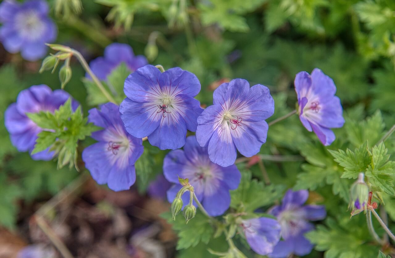 Geranium_pratense_Spinners_Mezei_golyaorr_-_15_centis_cserepben Geranium pratense 'Spinners' (Mezei gólyaorr)