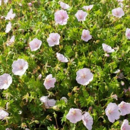 Geranium sanguineum 'Apfelblüte' (Piros gólyaorr)
