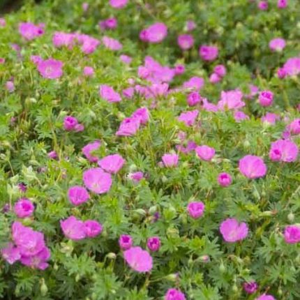 Geranium sanguineum 'Max Frei' (Piros gólyaorr)