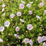 Geranium sanguineum 'Striatum' (Piros gólyaorr)