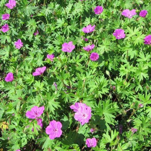Geranium sanguineum 'Tiny Monster' (Piros gólyaorr)