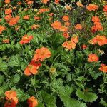 Geum  'Alabama Slammer' (Gyömbérgyökér)