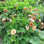 Geum  'Mai Tai' (Gyömbérgyökér)