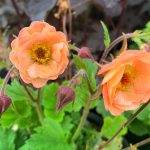 Geum  'Petticoats' (Gyömbérgyökér)