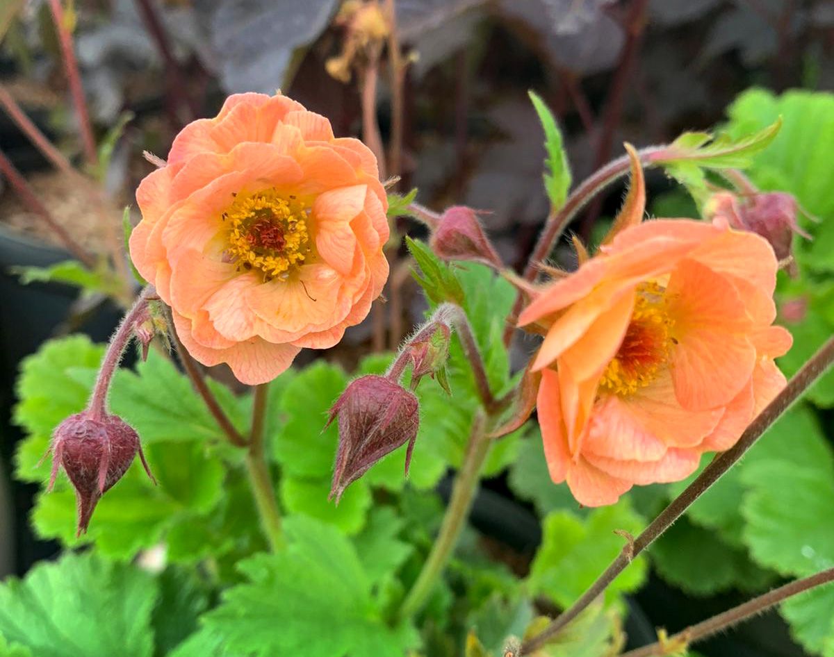 Aufnahme: Juli Geum 'Petticoats' (Gyömbérgyökér)
