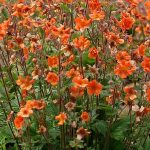 Geum  'Rustico Orange' (Gyömbérgyökér)