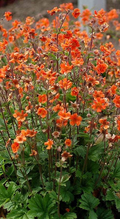 Geum_Rustico_Orange Geum 'Rustico Orange' (Gyömbérgyökér)