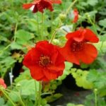 Geum chiloense 'Mrs. Bradshaw' (Chilei gyömbérgyökér)
