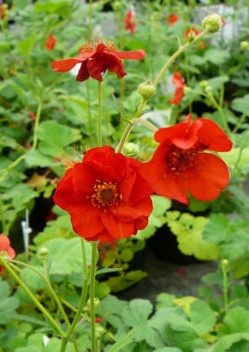 Geum chiloense 'Mrs. Bradshaw' (Chilei gyömbérgyökér)