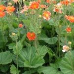 Geum coccineum 'Borisii' (Skarlátvörös gyömbérgyökér)