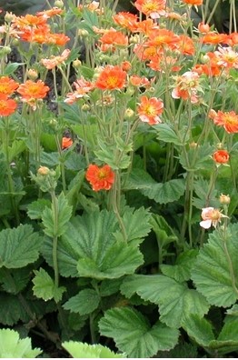 Geum coccineum 'Borisii' (Skarlátvörös gyömbérgyökér)
