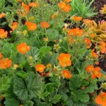 Geum coccineum 'Koi' (Skarlátvörös gyömbérgyökér)