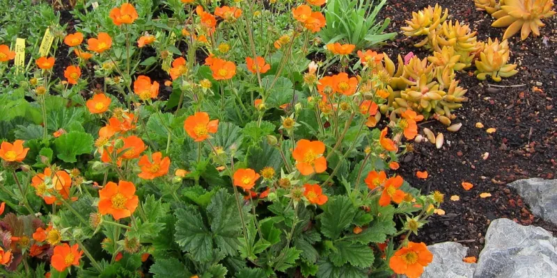 Geum_coccineum_Koi_Skarlatvoros_gyombergyoker_-_11x11-es_cserepben Geum coccineum 'Koi' (Skarlátvörös gyömbérgyökér)