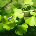Ginkgo biloba - Páfrányfenyő