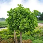 Ginkgo biloba 'Mariken' -
