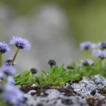 Globularia repens (Kúszó gubóvirág)