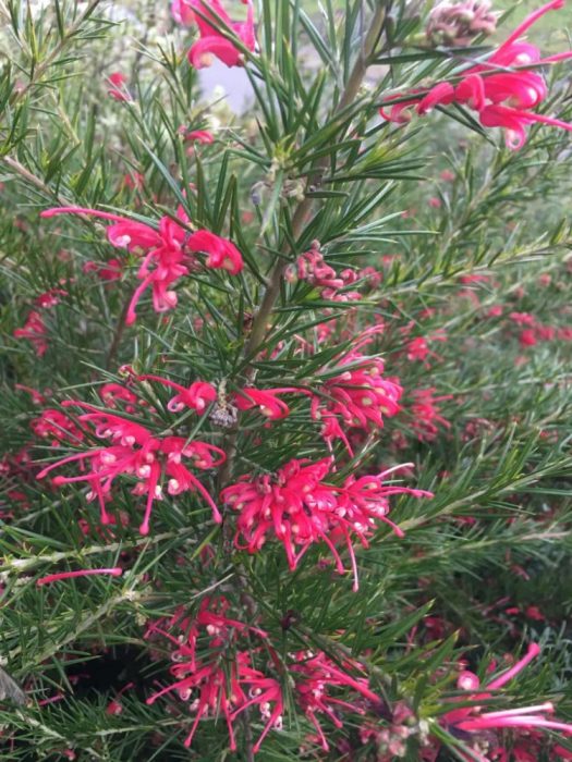 Grevillea_Canberra_Gem_-_Aprolevelu_selyemtolgy Grevillea 'Canberra Gem' - Aprólevelű selyemtölgy