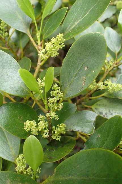 Griselinia littoralis -