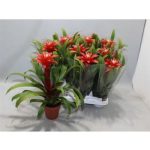 Guzmania CONFETTI
