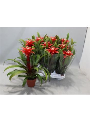 Guzmania CONFETTI