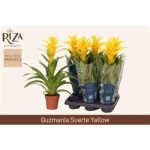 Guzmania DESEO YELLOW