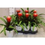 Guzmania HOPE