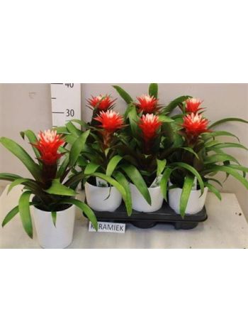 Guzmania HOPE