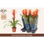 Guzmania SUERTE ORANGE