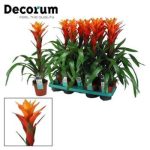 Guzmania VARIADA
